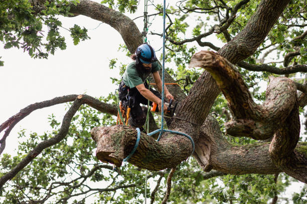 How Our Tree Care Process Works  in  Penndel, PA