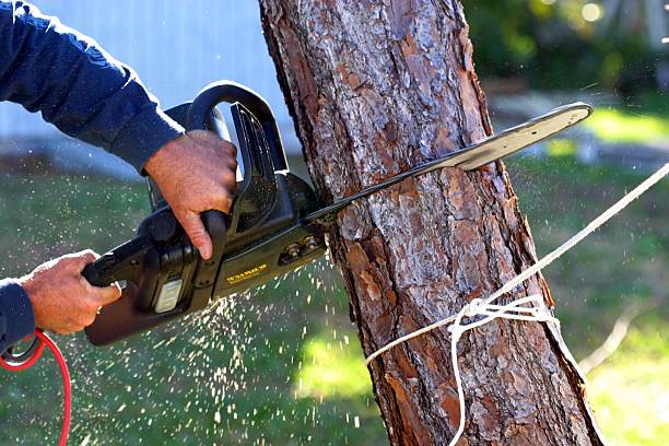 Reliable Penndel, PA Tree Services Solutions