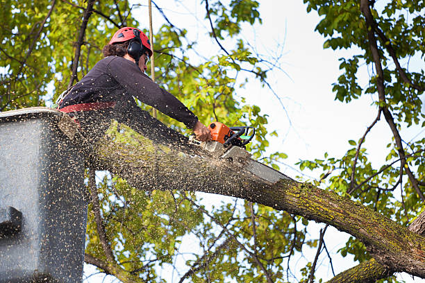 Lawn Renovation and Restoration in Penndel, PA